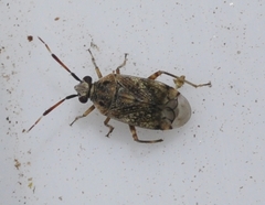 Eurystylus bellevoyei