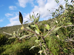 Pyrus spinosa