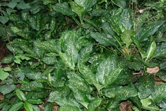 Dieffenbachia