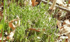 Arenaria montana