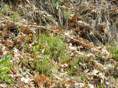 Arenaria montana