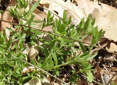 Arenaria montana