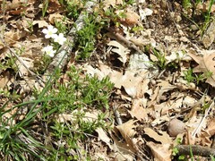 Arenaria montana
