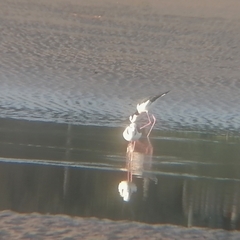 Himantopus mexicanus melanurus