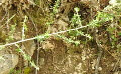 Adenocarpus complicatus