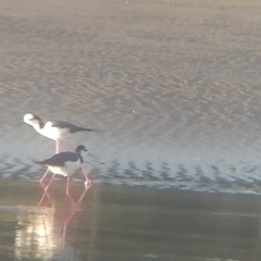 Himantopus mexicanus melanurus