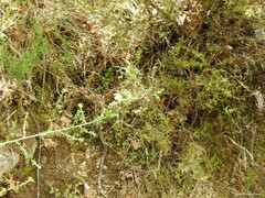 Adenocarpus complicatus