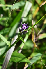 Saussurea ussuriensis