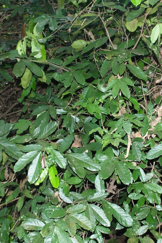 Humboldtia brunonis, photograph 6