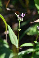 Saussurea ussuriensis