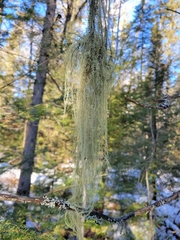 Usnea trichodea