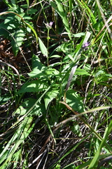 Saussurea ussuriensis