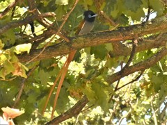 Terpsiphone viridis granti