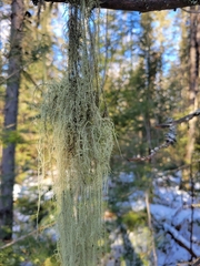 Usnea trichodea