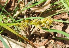 Carex caryophyllea
