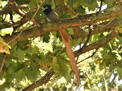 Terpsiphone viridis granti