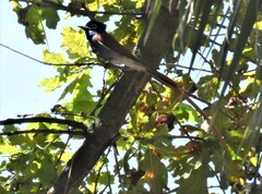 Terpsiphone viridis granti