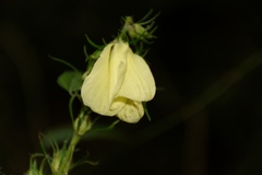 Malvaceae