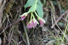 Epidendrum megalospathum
