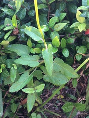 Stachys floridana