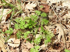 Chaerophyllum nodosum