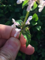 Stachys floridana