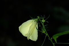 Malvaceae