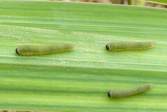 Rhadinoceraea micans