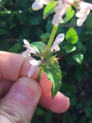 Stachys floridana