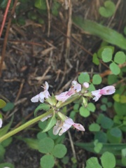Stachys floridana