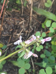 Stachys floridana