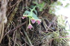 Epidendrum megalospathum