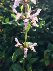 Stachys floridana
