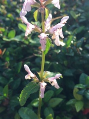 Stachys floridana