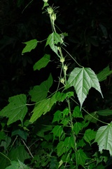 Malvaceae