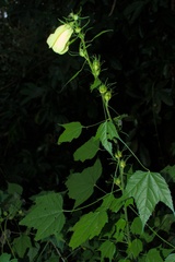 Malvaceae
