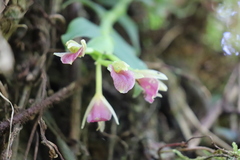 Epidendrum megalospathum