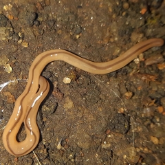 Geonemertes pelaensis