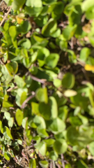 Dichondra carolinensis