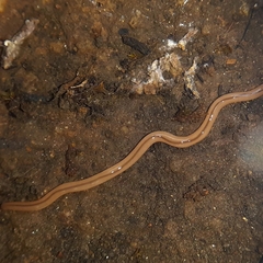 Geonemertes pelaensis