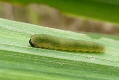 Rhadinoceraea micans