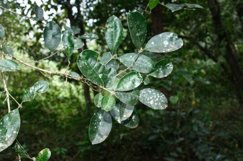Chionanthus mala-elengi, photograph 4