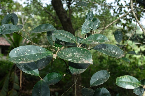 Chionanthus mala-elengi, photograph 5