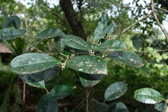 Chionanthus mala-elengi