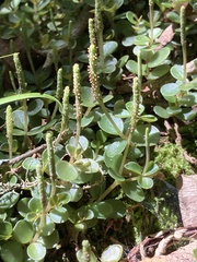 Peperomia catharinae
