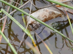Cacosternum boettgeri