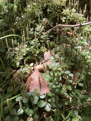 Peperomia catharinae