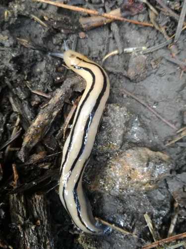 Pallifera costaricensis