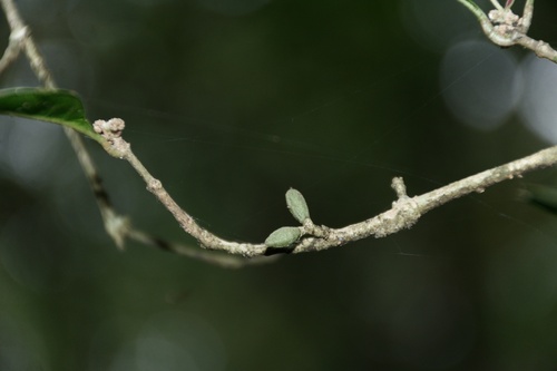 Chionanthus mala-elengi, photograph 6