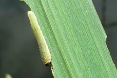 Rhadinoceraea micans